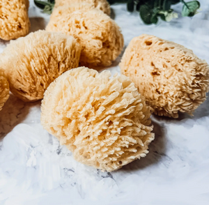 Sea Sponge Sm