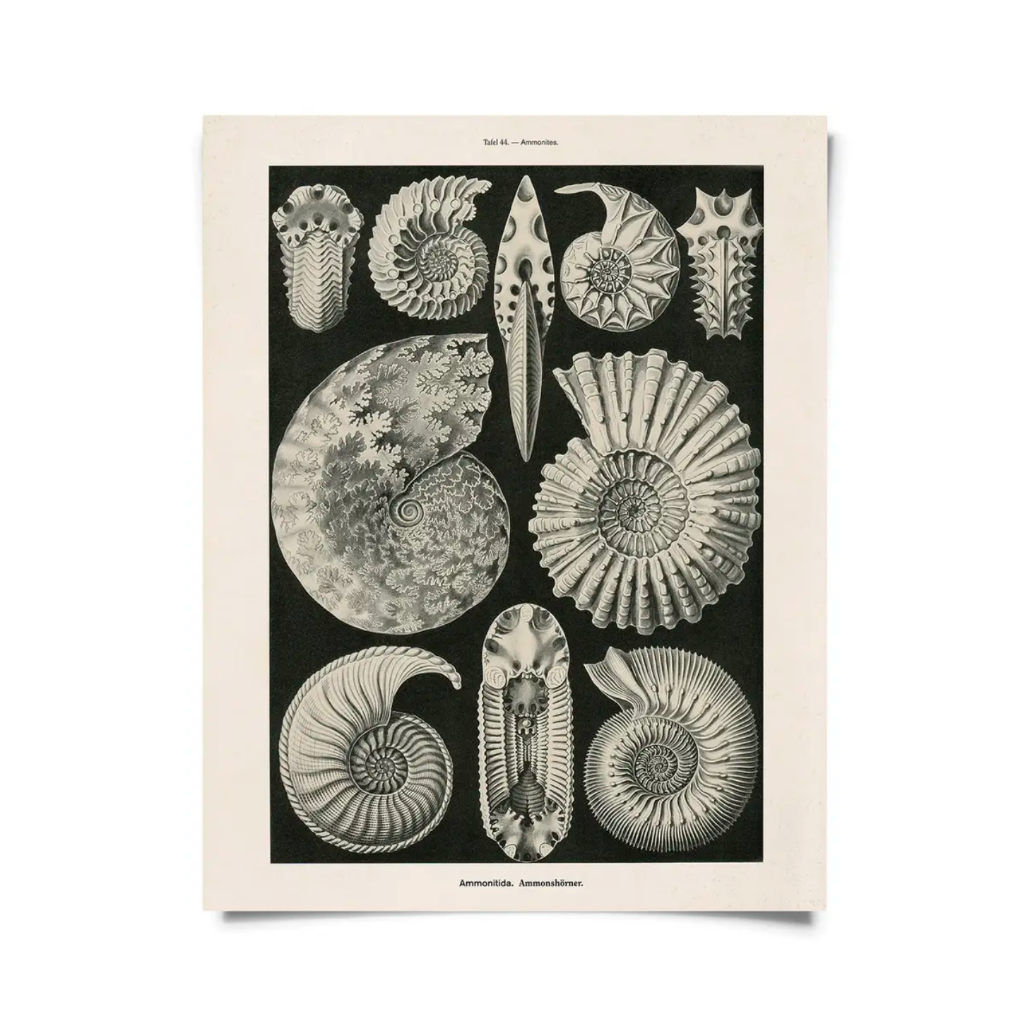 Vintage Natural History Haeckel Fossil Print 8x10