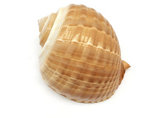 Tonna Oleria Shell