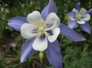 Rocky Mt Columbine Seed Kit