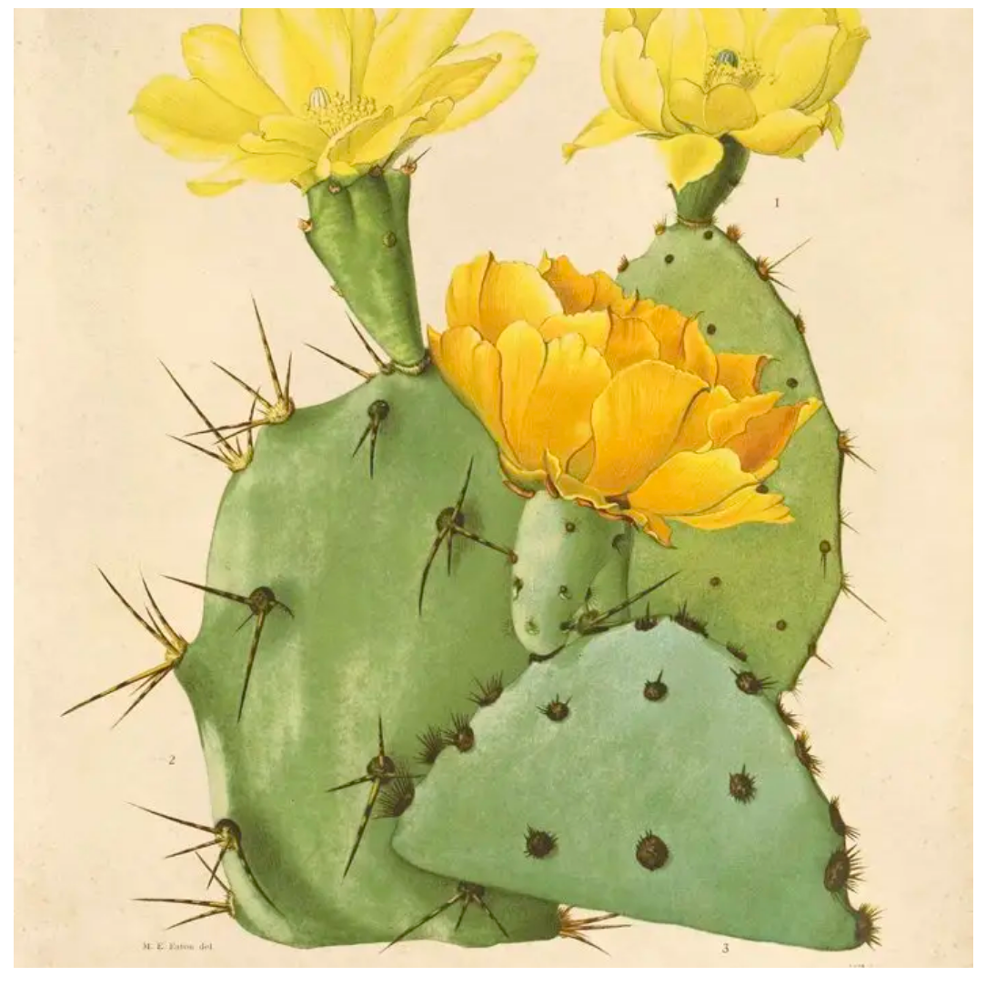 Vintage Botanical Cactus Print 8x10
