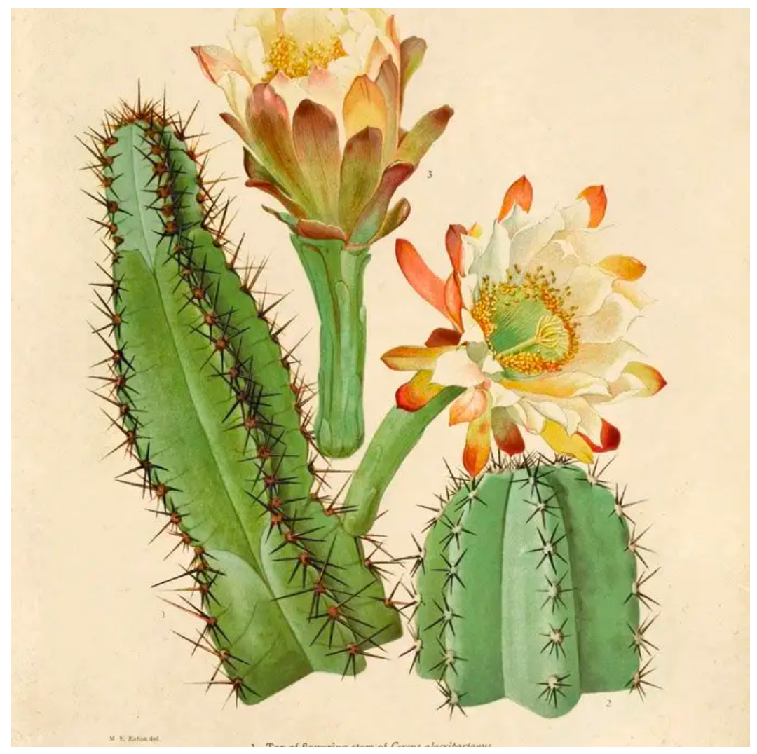 Vintage Botanical Cactus Print #2 11x14