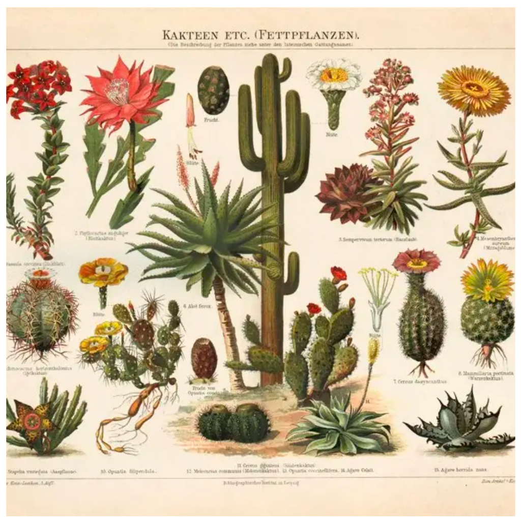 Vintage Botanical Cactus Kakteen Print 16x20